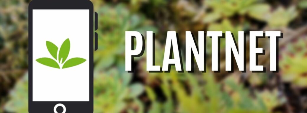 Plantnet: L’application pour découvrir les fleurs et les plantes qui vous entourent application