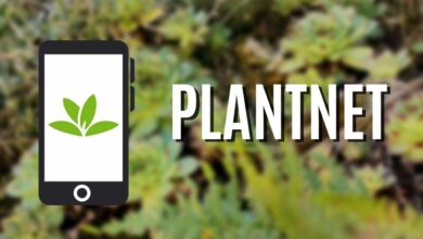 Plantnet: L’application pour découvrir les fleurs et les plantes qui vous entourent application