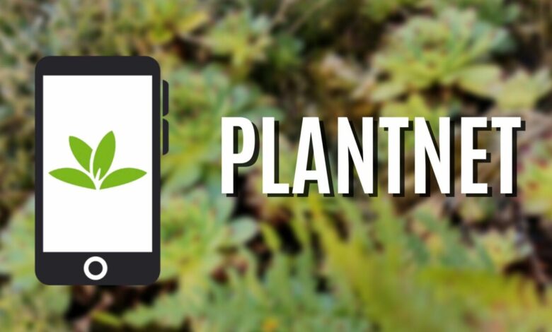 Plantnet: L’application pour découvrir les fleurs et les plantes qui vous entourent application