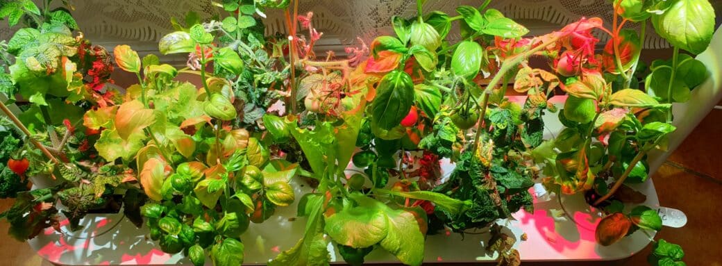 Après quelques semaines, smart garden 9