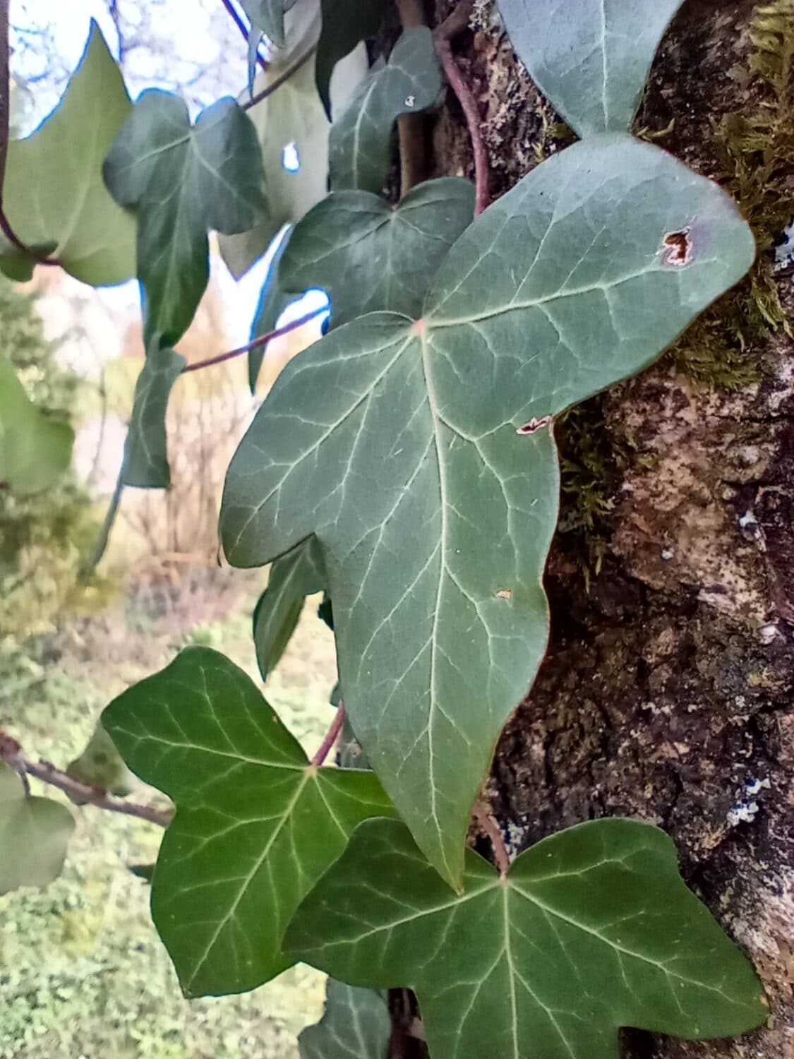 Photo mode feuille arbre macro Motorola One Macro