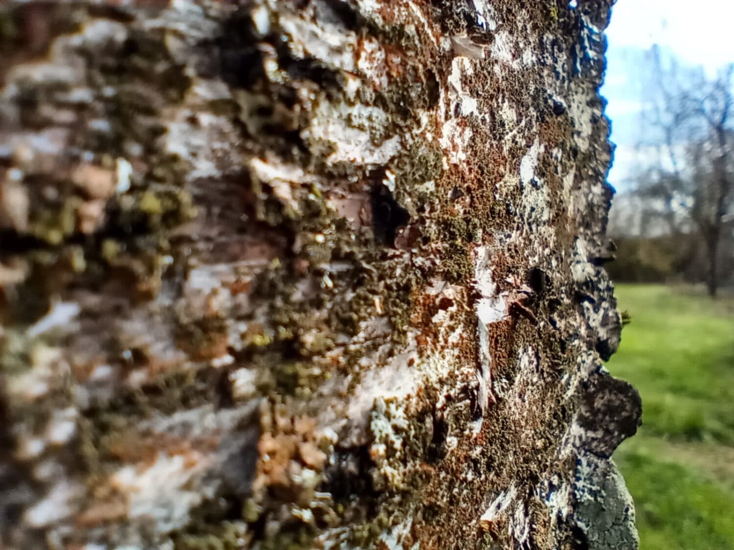 Photo mode macro tronc d'arbre Motorola One Macro