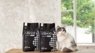 litiere pour chat Alfred marc cafe