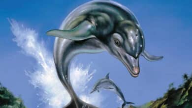 ecco-the-dolphin