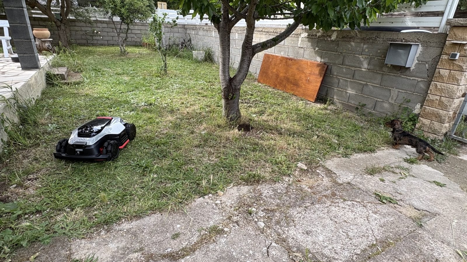 Dreame A3 AWD Pro 3500 avec le chien, sur l'herbe
